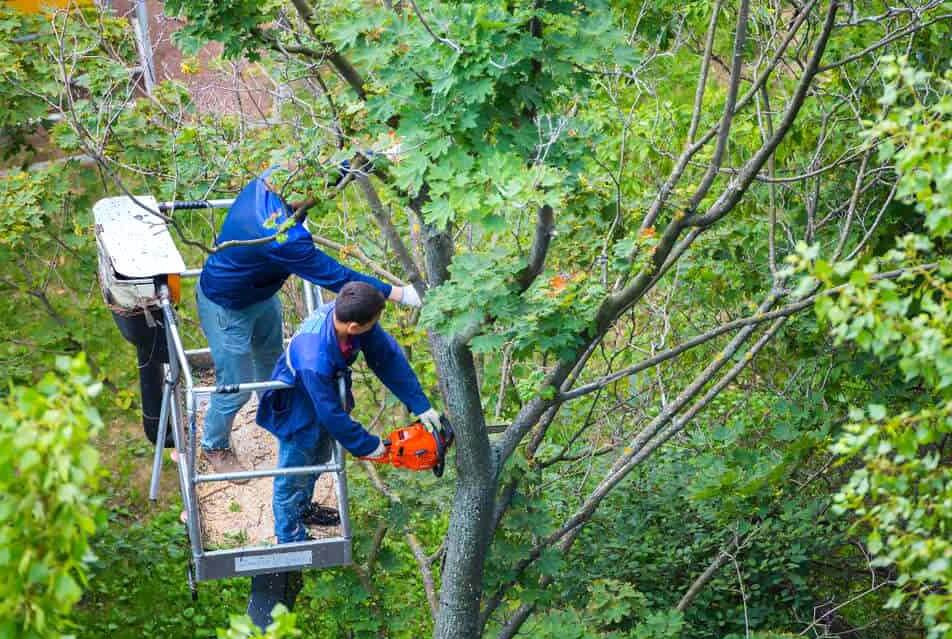 Tree Cutting Services NYC