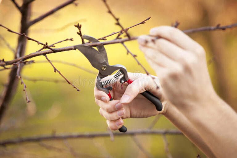 Tree pruning