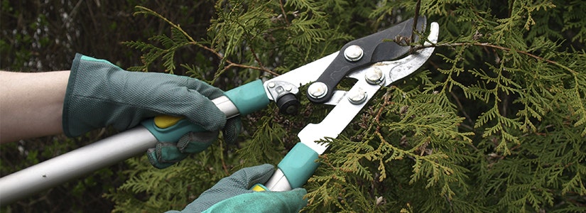 cutting tree branches