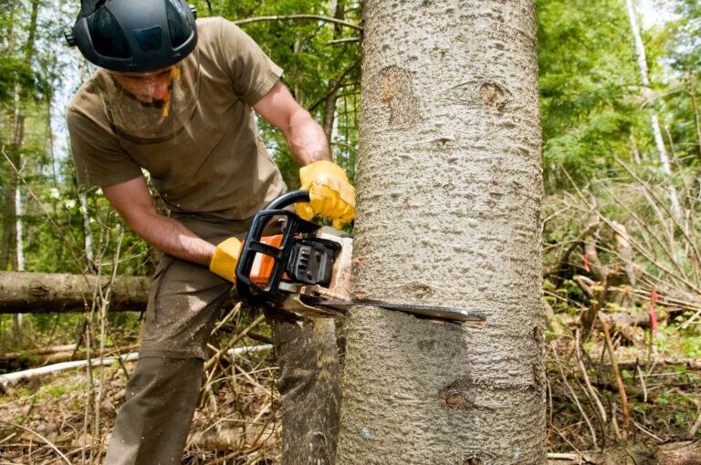 Satsuma Tree Cultivation Tips